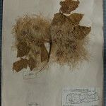 Clematis buchananiana Otro