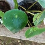 Peperomia polybotryaHoja