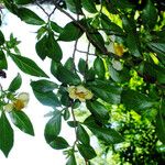 Stewartia monadelpha Folha