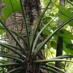 Syngonium schottianum Bark