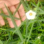 Sida linifolia Blatt