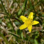 Ranunculus occidentalis 花