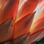 Protea cynaroides Altro