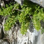 Cruciata glabra Hábito