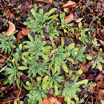 Saxifraga hostii Libunga