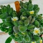 Delosperma echinatum List