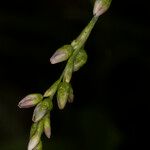 Persicaria mitis Flower