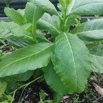 Nicotiana tabacum List