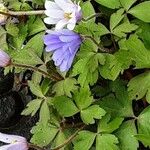 Anemone blanda Flor