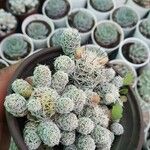 Mammillaria gracilis Hostoa