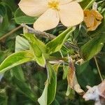 Barleria eranthemoides 葉