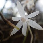 Aerangis calantha Kwiat