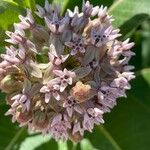 Asclepias speciosa Blüte