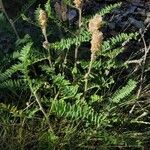 Astragalus alopecurus Flor