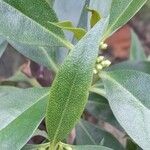 Myoporum laetum Blad