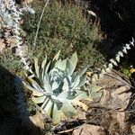 Dudleya pulverulenta Leaf