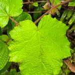 Rubus alceifolius Liść