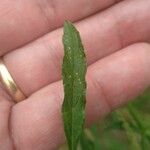 Verbena litoralis Leaf