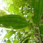 Miconia ciliata Leaf