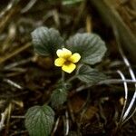 Viola purpurea Hábito