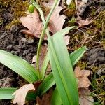 Galanthus × allenii Flor