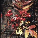 Sorbus scopulina Hedelmä