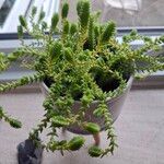 Crassula muscosa Yaprak