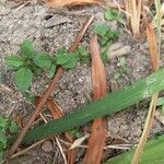 Plantago majorFlower