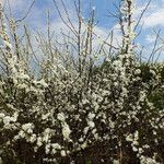 Prunus spinosa Habitus