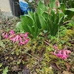 Hyacinthus orientalis Kwiat