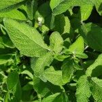 Salvia interrupta Hoja