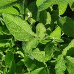 Salvia interrupta Leaf