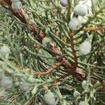 Juniperus osteosperma Corteza