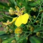 Oncidium altissimum 花