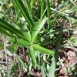 Potentilla aurea Feuille