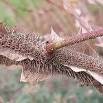 Rosa sericea Bark