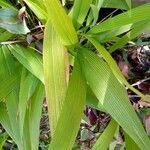 Setaria sulcata List