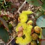 Eucalyptus preissiana Flower