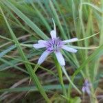 Geropogon hybridus Çiçek