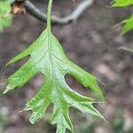 Quercus palustrisBlatt