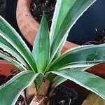 Agave vivipara Deilen