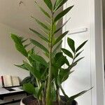 Zamioculcas zamiifoliaLeaf