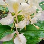 Hedychium flavescens Blüte