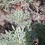 Artemisia thuscula Leaf