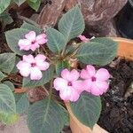 Impatiens flaccida 花