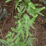 Lygodium venustum List