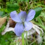 Viola canina Flor