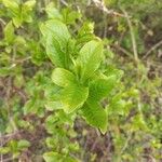 Euonymus europaeusBlad