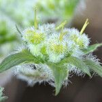 Lomatium dasycarpum Цвят