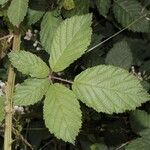 Rubus pericrispatus Likasa